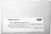 Utrechtiana arundinacea image